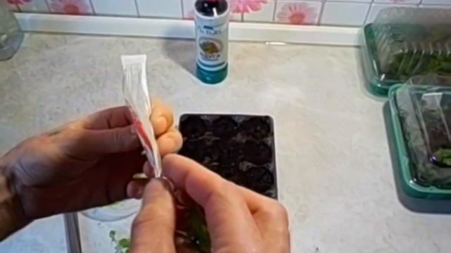 Размножение хризантем.Хранение.Черенкование,Советы. смотреть онлайн