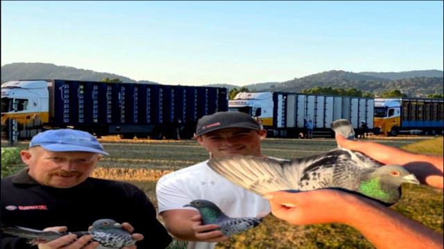 1st Barcelona National (UK) 8 Barcelona International Prizes Is Preece & Son Columbidae