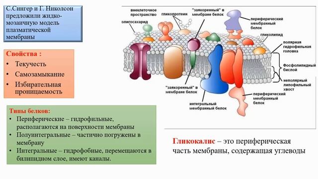 Клеточная мембрана. Клеточная стенка. смотреть онлайн