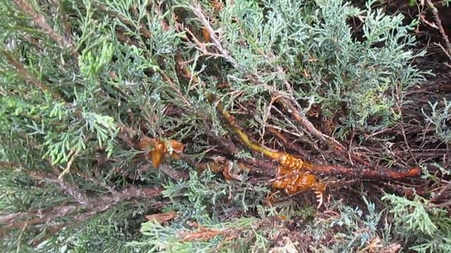 СРОЧНО СПАСАЕМ ГРУШУ от ржавчины. ЧЕМ ОБРАБОТАТЬ? смотреть онлайн