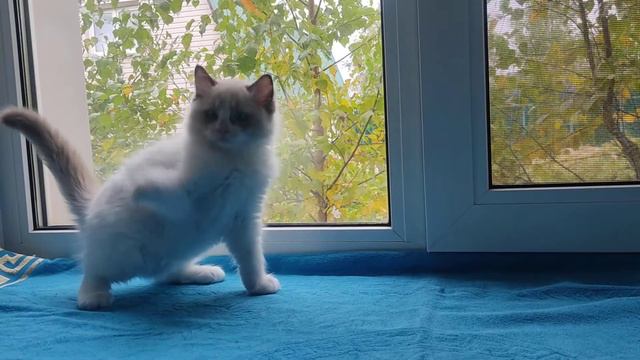 Урал, котенок рэгдолл🙂 смотреть онлайн