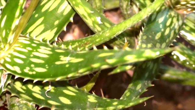 Излишки моих суккулентов. смотреть онлайн