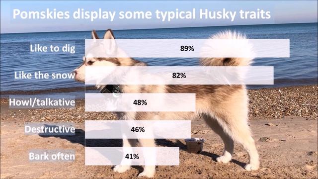 Is A Pomsky The Right Dog For You?  (Pomsky 101: Truth, Facts And Figures)