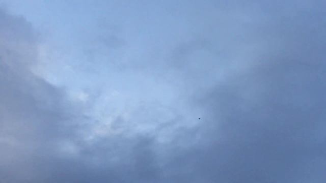 #Pigeons.Какое время суток хищники охотятся.