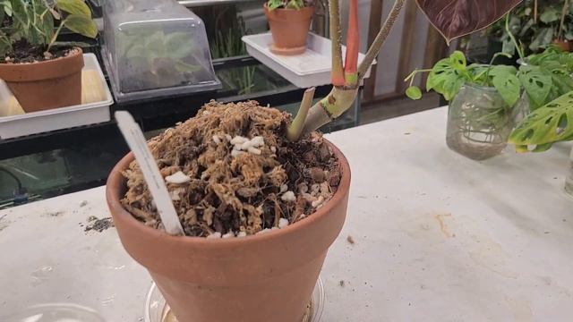 Philodendron Verrucosum Amazon Sunset