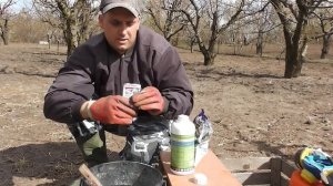 Весеннее опрыскивание черешни от листоверта и серой гнили