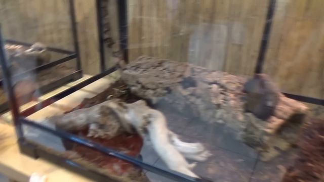 Контактный Зоопарк / Алиса кормит животных /папу УКУСИЛ гусь / feed the animals at the zoo смотреть онлайн