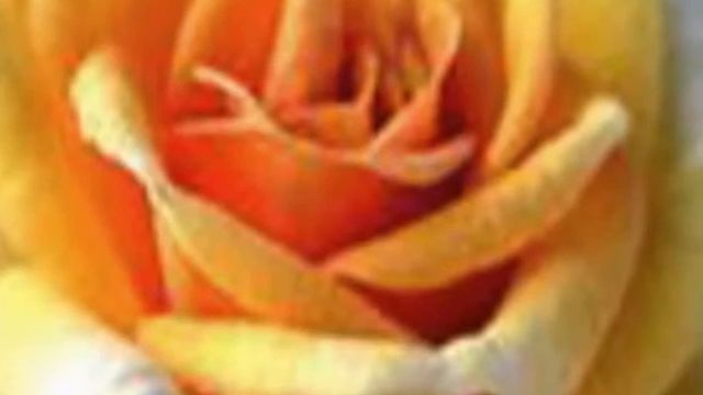 Роза чайная смотреть онлайн