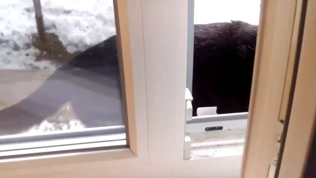 Кот за окном смотреть онлайн