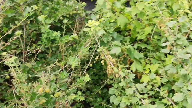 VLOG:ЗАГОТОВКИ, СОК. ЗАКУСКА. 16.07.2022 смотреть онлайн