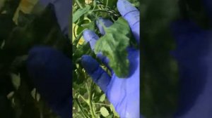 Сорт томата «Рапунцель»