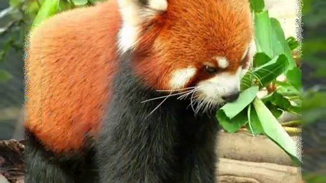 Красная панда — Red panda смотреть онлайн
