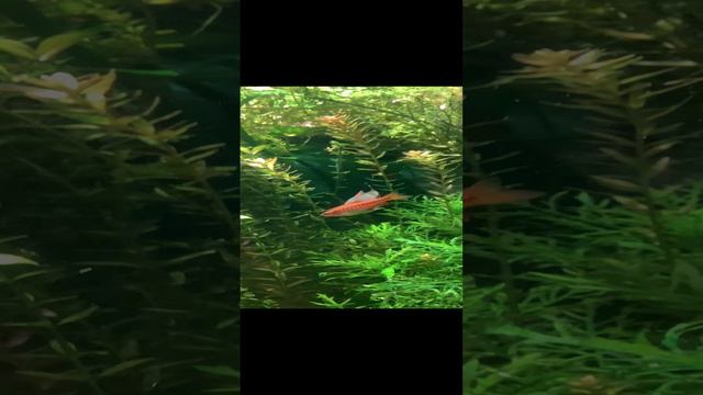 Маленькие рыбы смотреть онлайн