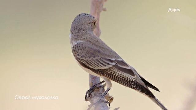 серая Мухоловка. 40 градусов в тени. смотреть онлайн