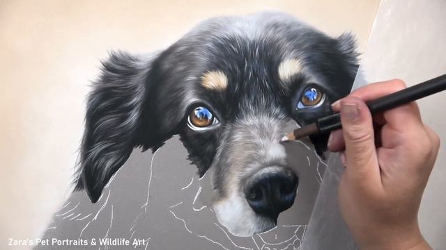 How to draw fur in pastels | Drawing a Collie in pastels смотреть онлайн