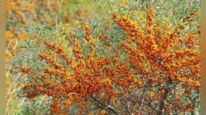 Уход за облепихой