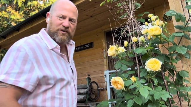 Personal Review Of Shrub Rose “ Bring Me Sunshine” From @david_austin_roses