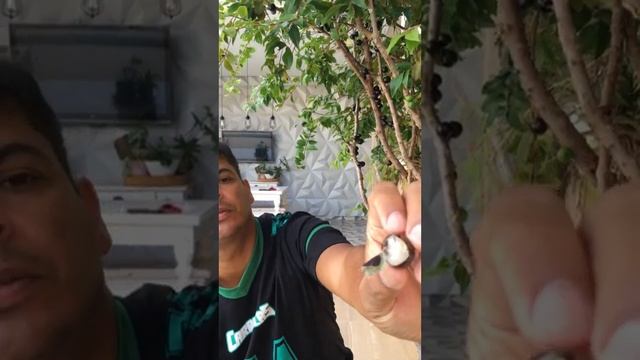 Jabuticaba Tree And Fruit