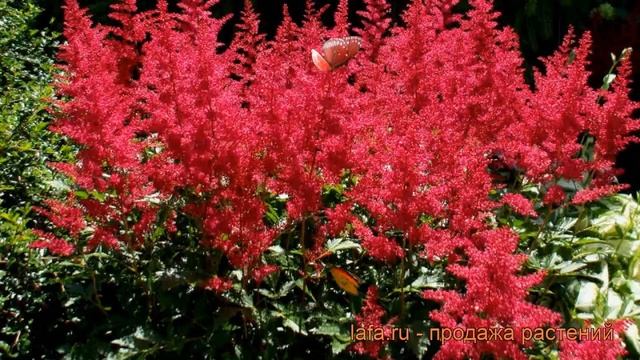 Астильба арендса Бургунди Ред (burgundy red) ? обзор: как сажать, рассада астильбы Бургунди Ред смотреть онлайн