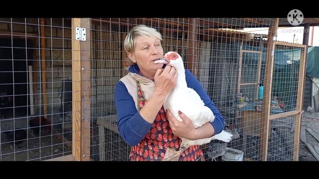 Достойные новые крови французской линии в нашем хозяйстве// Белоруссия г.Гомель смотреть онлайн