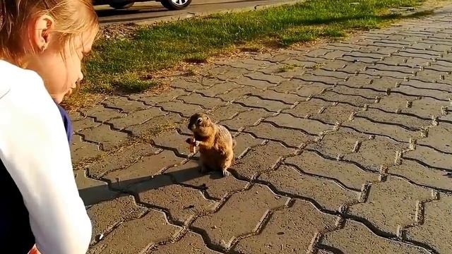 СУСЛИК НЯМ-НЯМ - это надо видеть#голодный суслик стал моим другом. смотреть онлайн