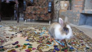 ДЕНЬ РОЖДЕНИЯ КРОЛИКА БАФФИ! КОТ МАЛЫШ и КОШКА МУРКА ДАРЯТ КРУТОЙ ПОДАРОК! ВЕСЕЛЫЕ ИГРЫ ДЛЯ ЖИВОТНЫ