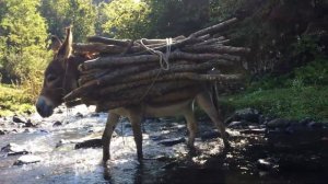 Осёл - не просто зверь, а интересный и загадочный мир!