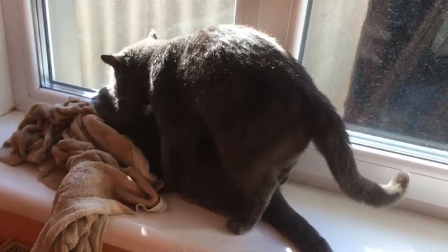 Кот Патрик вяжет кошечку № 4 смотреть онлайн