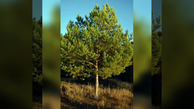 Притча "Сравнение" смотреть онлайн