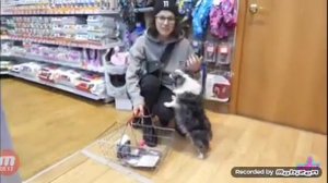 челанж собака к чему прикоснется то и покупаем