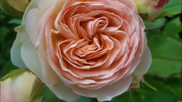 Розы в моем саду