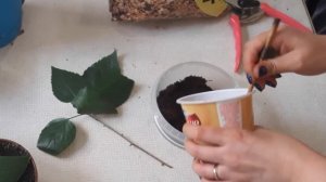 Гибискус черенкование и укоренение/черенкование китайской розы