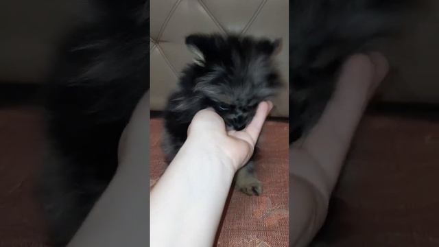 Шпиц- мерле, 15 месяцев смотреть онлайн