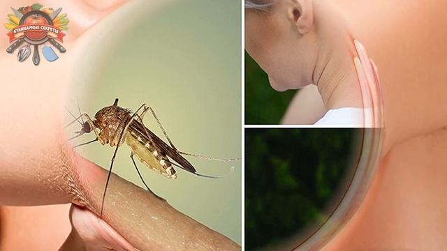 В магазине частенько покупаю нашатырный спирт. Делюсь простыми способами применения дома! смотреть онлайн