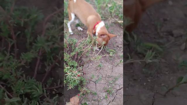 Амелия продаётся рыжая с белым девочка.Имеет документы клуба, прививки, клеймо.Звонить +79787510831 смотреть онлайн