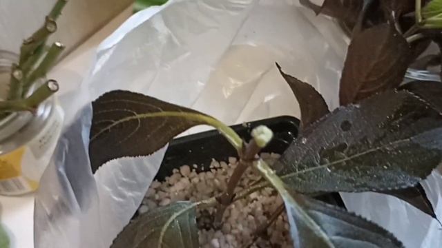 Самый простой способ укоренения вейгелы! смотреть онлайн