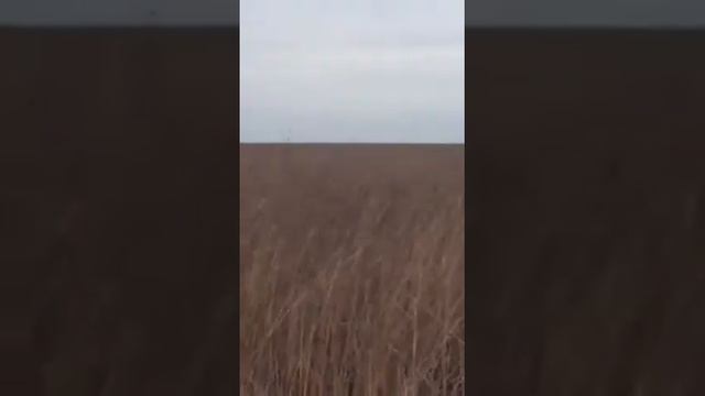 Охота на гуся в Кизлярском районе смотреть онлайн