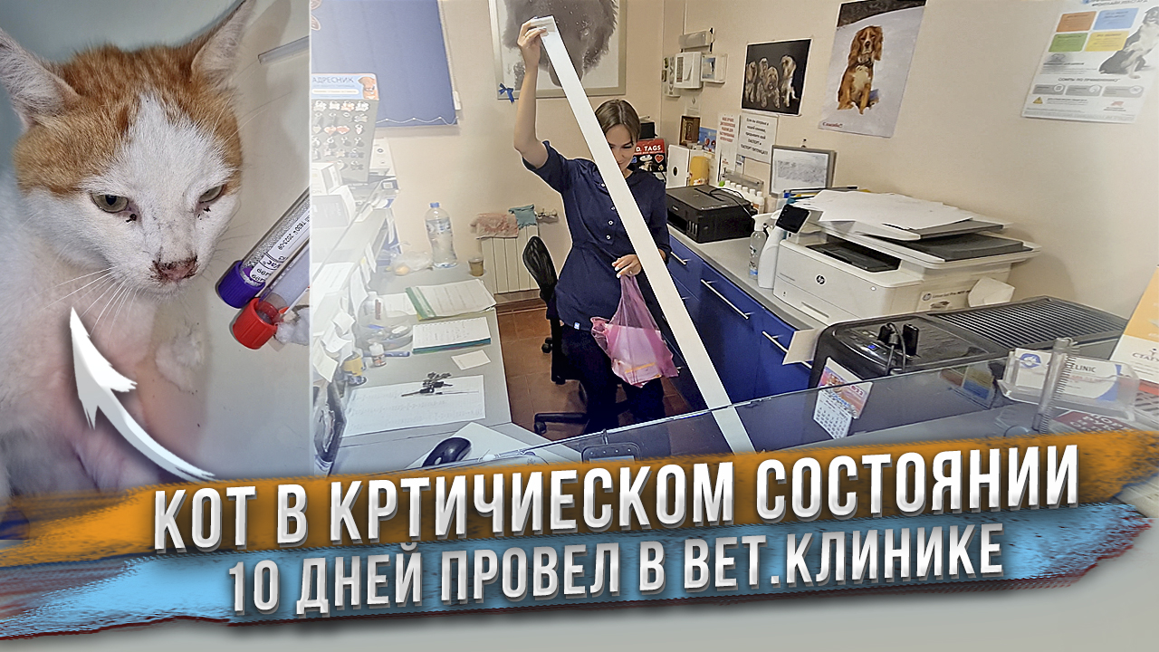 Вот это чек! 3 метровый чек за лечение кота! Сколько же стоило лечение и помогло ли это коту? смотреть онлайн