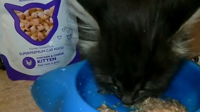 Котенок Лина кушает. смотреть онлайн