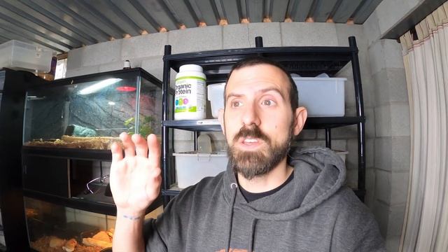 HOW DO I GET MY HATCHLING BALL PYTHONS TO EAT? смотреть онлайн