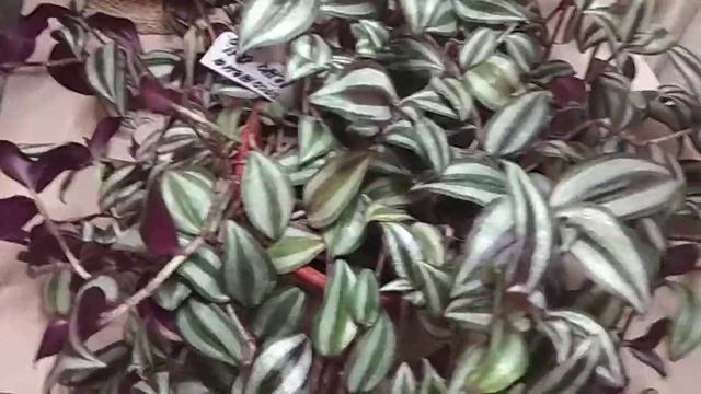 #КомнатныеРастения. #ЗЕБРИНА. Секрет красивого пышного куста. смотреть онлайн