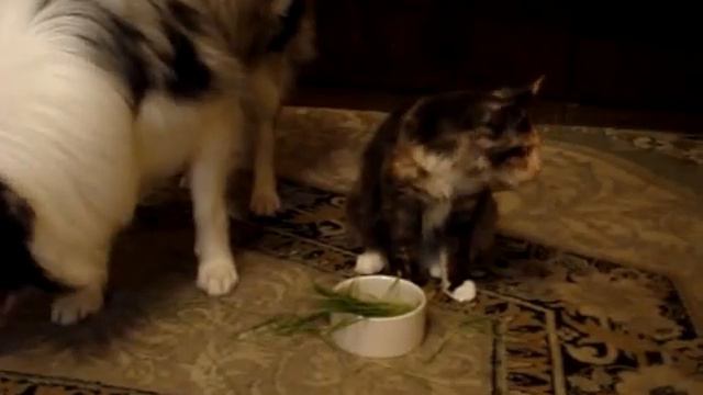 Мейн кун и бордер-колли кушают травку (nicevoice.ru) смотреть онлайн