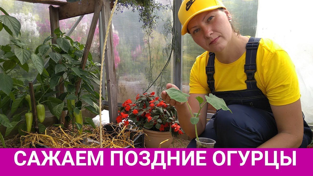 Секреты позднего посева огурцов смотреть онлайн