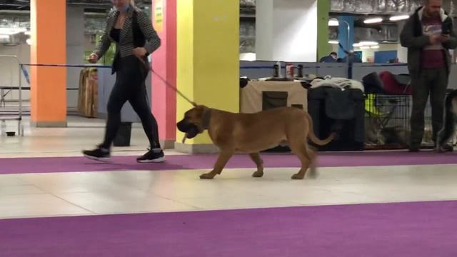 Первая тренировка на выставке. Щенок Presa Canario / Преса Канарио. Возраст 6,5 месяцев смотреть онлайн