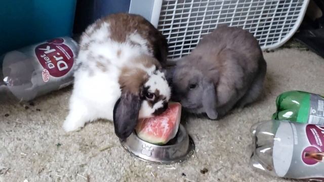 Buns v Frozen Watermelon: FIGHT смотреть онлайн