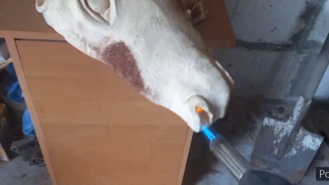 Сделал медальон для рогов оленя в виде головы Мидальон для охотничьего трофея.