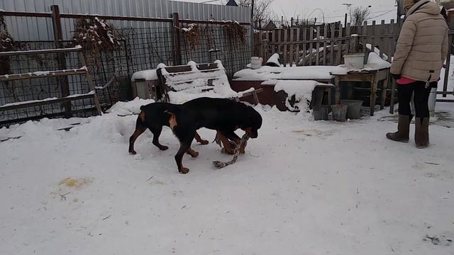 Ротвейлеры игра с любимой хозяйкой смотреть онлайн