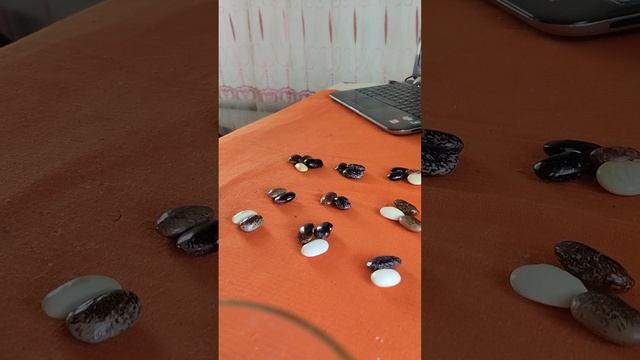 коротко о здоровье.что расскажут бобы. смотреть онлайн