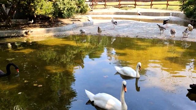Белградский зоопарк | Часть 1: Птицы смотреть онлайн