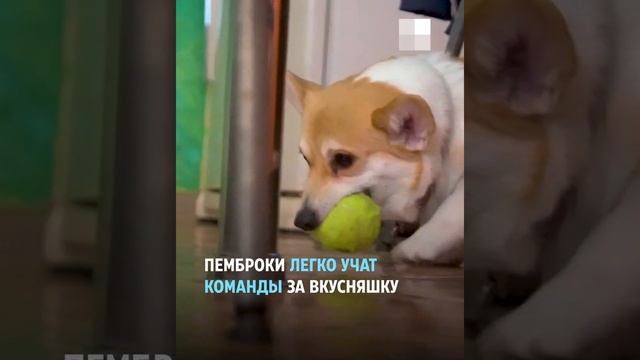 Корги пемброк — что известно об этой породе смотреть онлайн